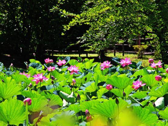 Urawa Museum of Traditional Architecture